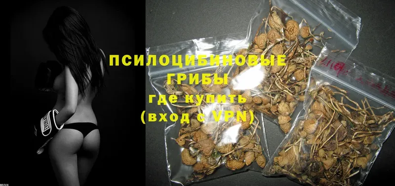 Псилоцибиновые грибы MAGIC MUSHROOMS  как найти закладки  Камышин 